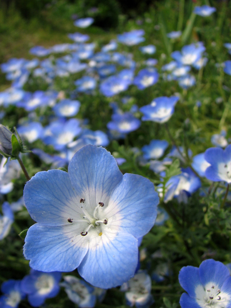 Baby Blue Eyes Nemophila Menziesii Pretty Little Flowers Flickr