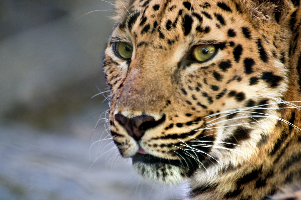 portrait of an amur leopard by MorningThief581