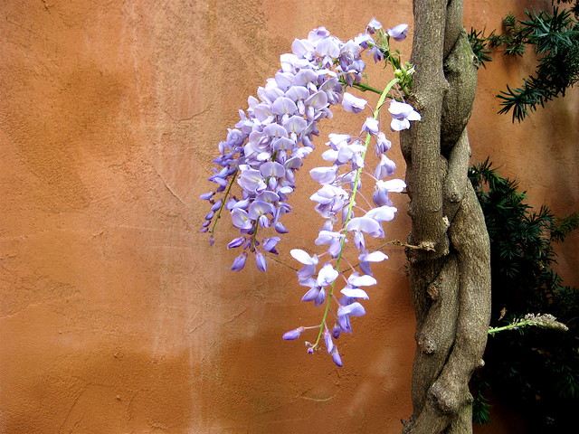 Wisteria at home