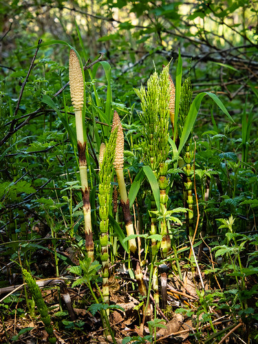 Northern giant horsetail (?)