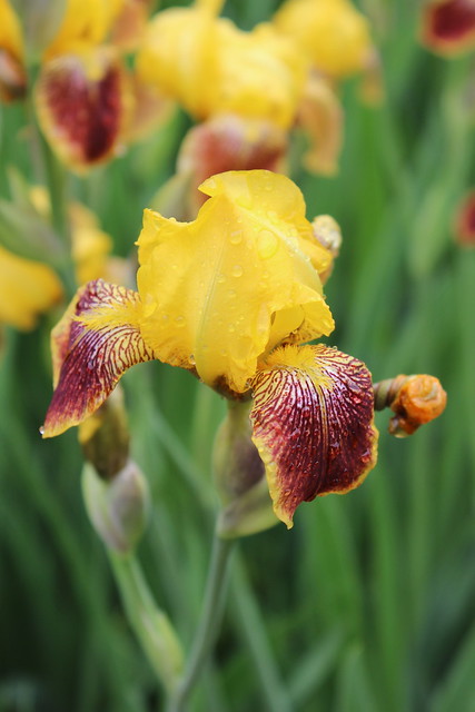Iris covered with dew
