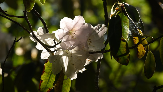 Rhododendron, Isabella Plantation, Richmond Park