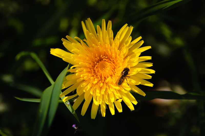 Dandelion with hoverfly