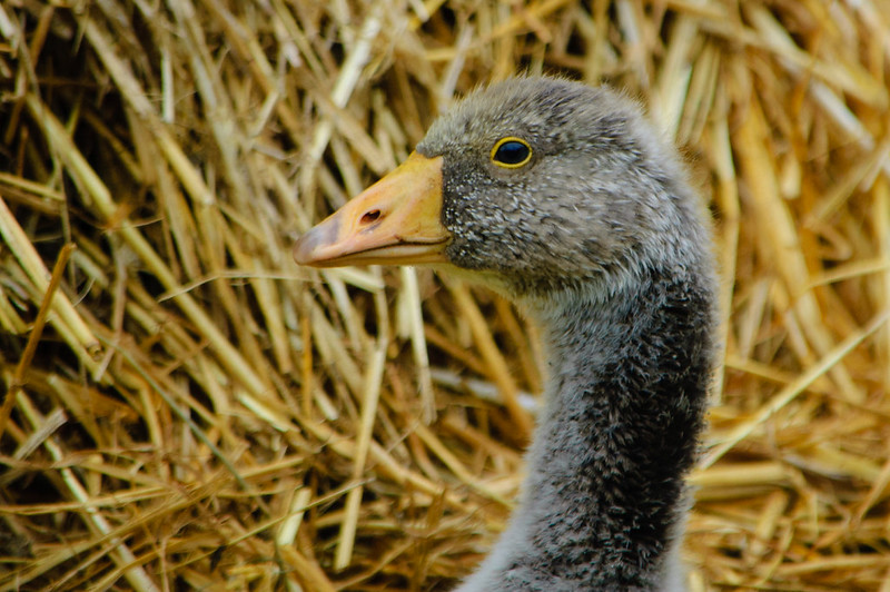 Gosling, Mary Arden's Farm