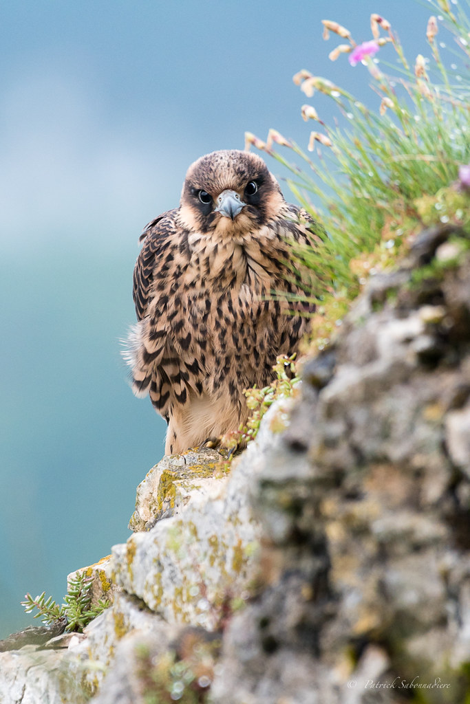 Faucon pelerin juvénile-Falco peregrinus