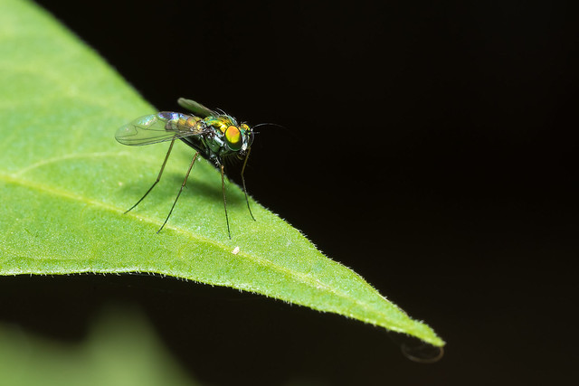 Long-Legged Fly (Condylostylus sp.)