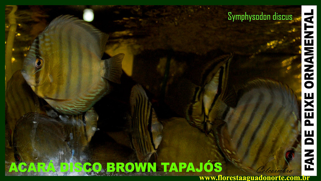 FAN DE PEIXE ORNAMENTAL - Wild Discus Brown - Acará Disco Selvagem – Symphysodon discus – Carmen Coimbra