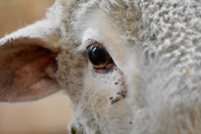 The eye of a ewe