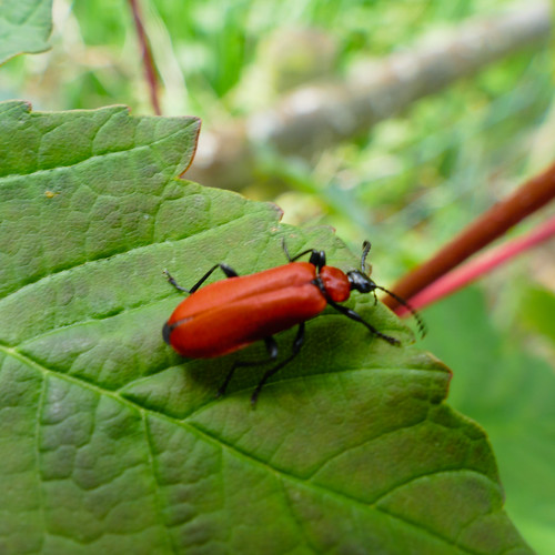 Cardinal beetle (Pyrochroa coccinea) on sycamore leaf
