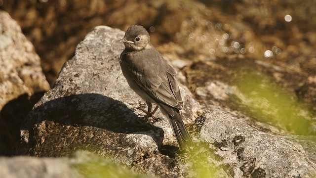 Juvenile Pied Wagtail
