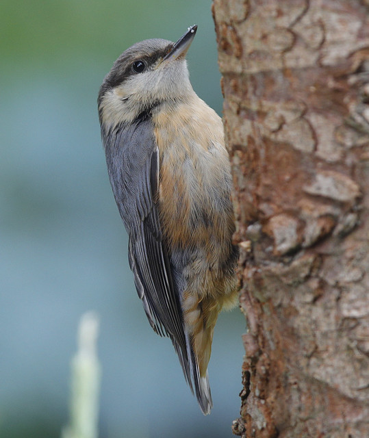 NUTHATCH ...One of two youngsters from the garden...Powys.