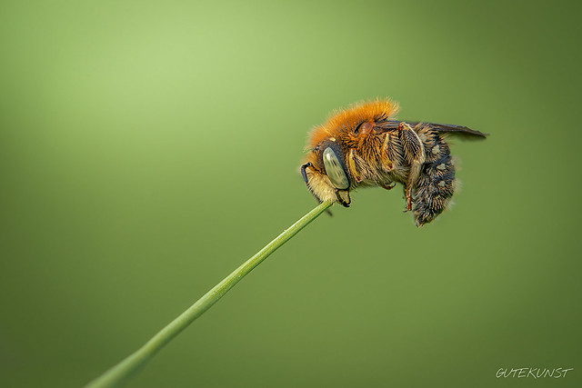 Sa, 2018-05-26 18:20 - Irgendwann beißen wir alle mal ins Gras... Große Harzbiene (Anthidium-byssinum)

At some point, we're all gonna bite the dust... Large resin bee (anthidium-byssinum)
