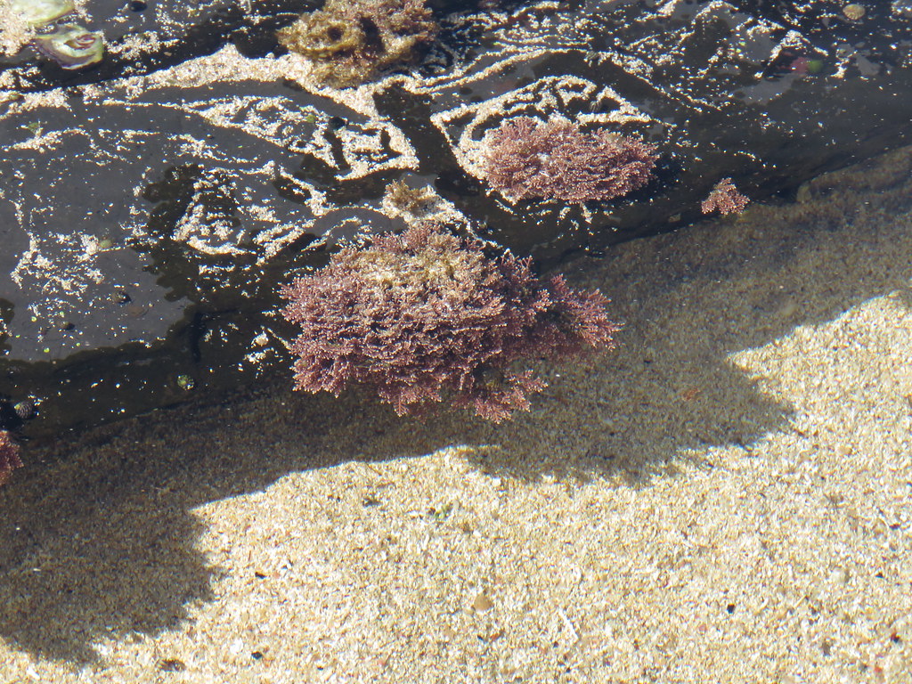 red algae examples