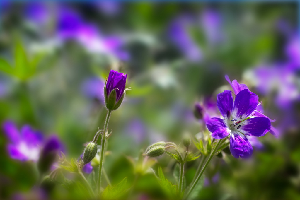 Meadow flowers #4 | Geranio dei boschi | antony5112 | Flickr