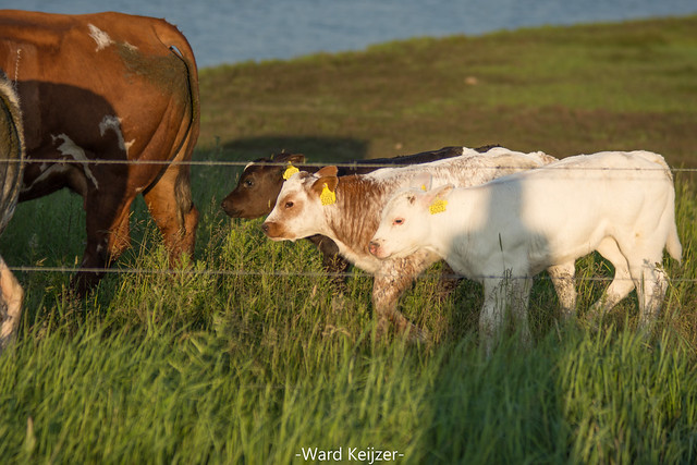 a cows butt, 3 calves and a photographers shadow