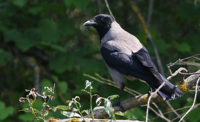 Hooded Crow 150518 (1)
