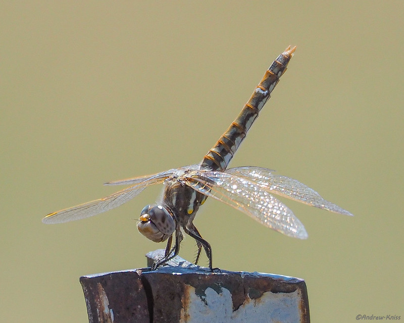 Dragonfly on a fence post