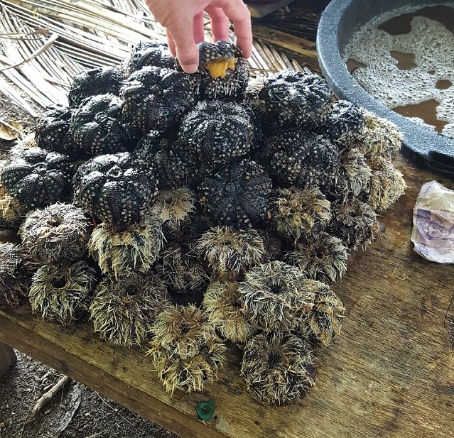 A family collected sea urchins, removed their eggs,and filled urchins with the eggs.  We bought a couple for 5000 rupiah each. by bryandkeith on flickr