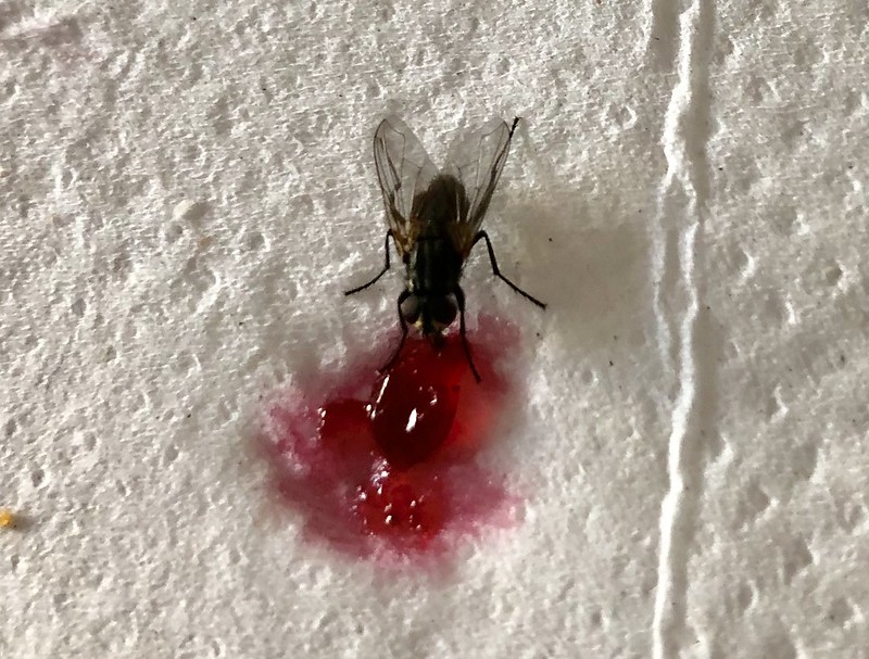 Fly eating