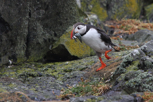 Puffin on parade