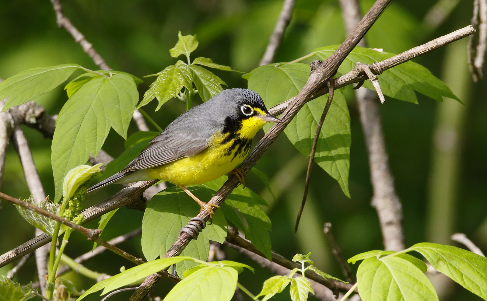 Canada Warbler [male]