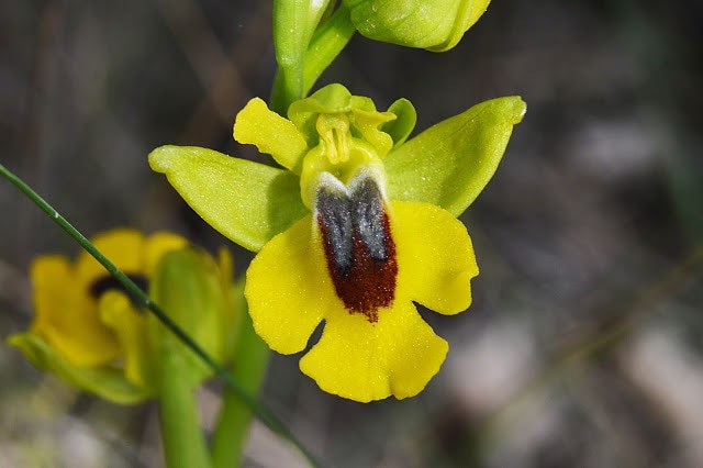 Ophrys lutea.