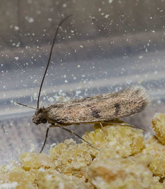 Tineidae -  Household Casebearer Moth