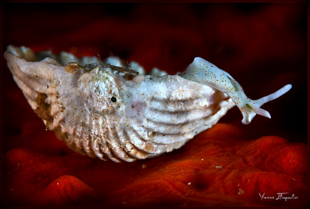 Elysia timida nudibranch crawling on a shell