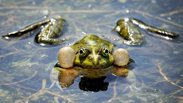 Keep on Froggin‘