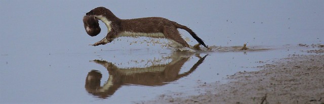 Moving Home    .............   Female Stoat Mustela Ermina moving her young to safety