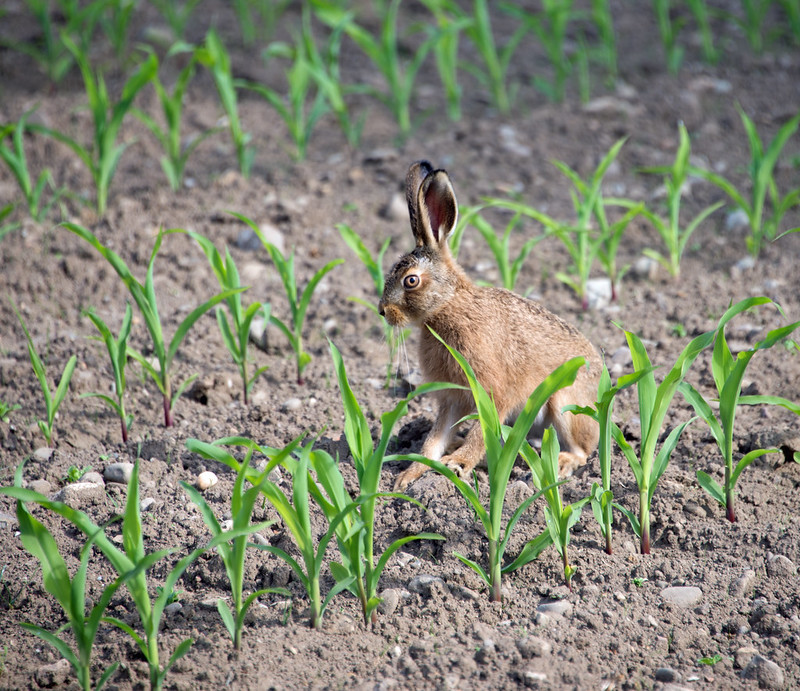 A youngish brown hare nibbling at the sprouting corn plants. 