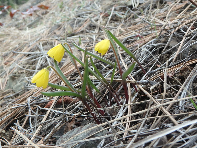 Yellow Bells, Fritillaria pudica