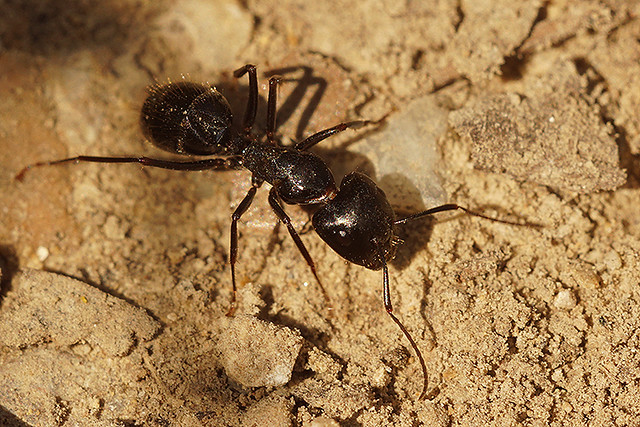 Formicidae species