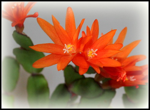 Hatiora rosea (= Rhipsalidopsis) - cactus de Pâques  - Page 2 42099348994_85603c2670