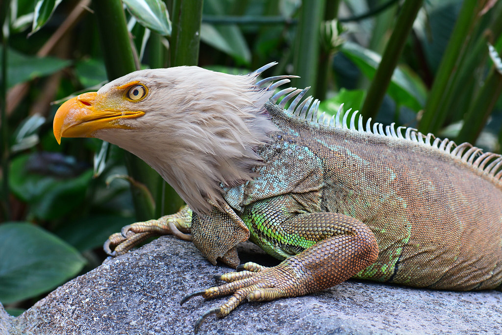 Bald Eaguana | Created for Reddit - Hybrid Animals, Battle #… | Flickr