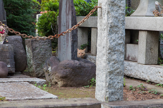 Tokyo Cats