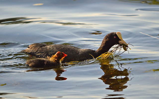 Common coot with chick. Finland, summer