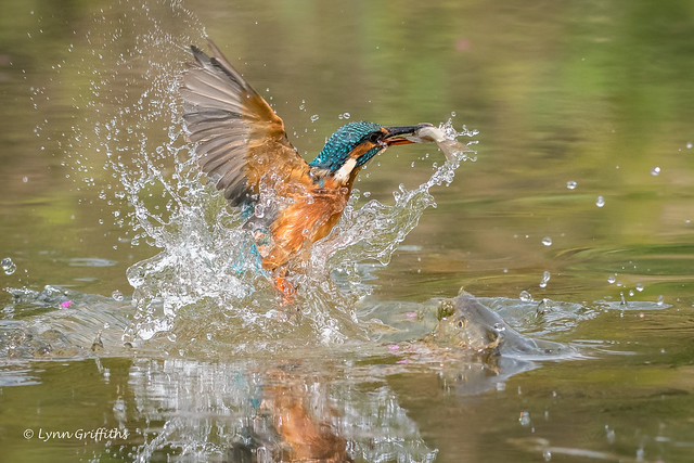 Kingfisher (Alcedo atthis) - Success 500_2119-2.jpg
