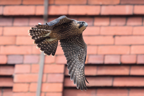 peregrine falcoperegrinus falcon birdofprey juvenile bird bricks urban wildlife nature spring wildandfree sunlight red brown beige grey black white nikon d500 300mm 14xtc eastmill belper derbyshire klythawk