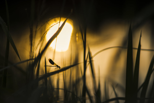 Weidebeekjuffer in laatste zonlicht (Calopteryx splendens)