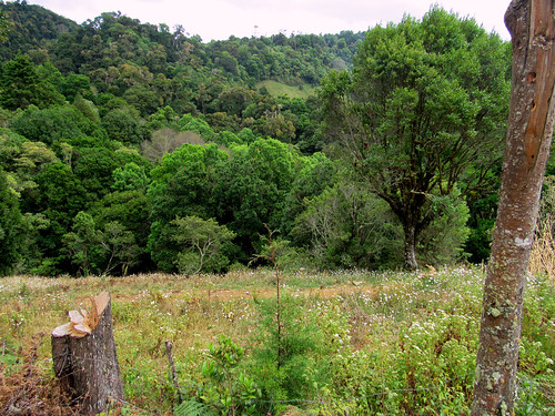 pradera potrero vegetación naturaleza campo rural caminata maleza tronco deforestación montaña ladera pendiente colina