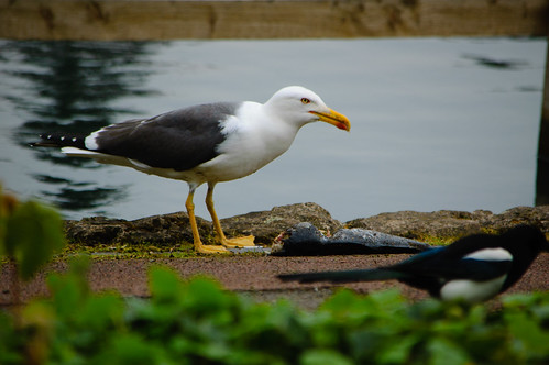 Gull eating dead carp, West Park