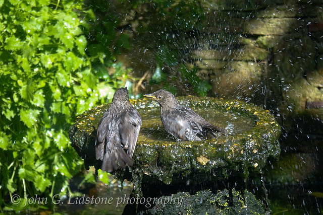 Young starlings on the birdbath