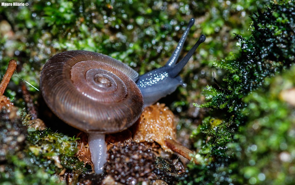 Snail detail