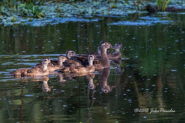 Wood Duck family at Green Cay