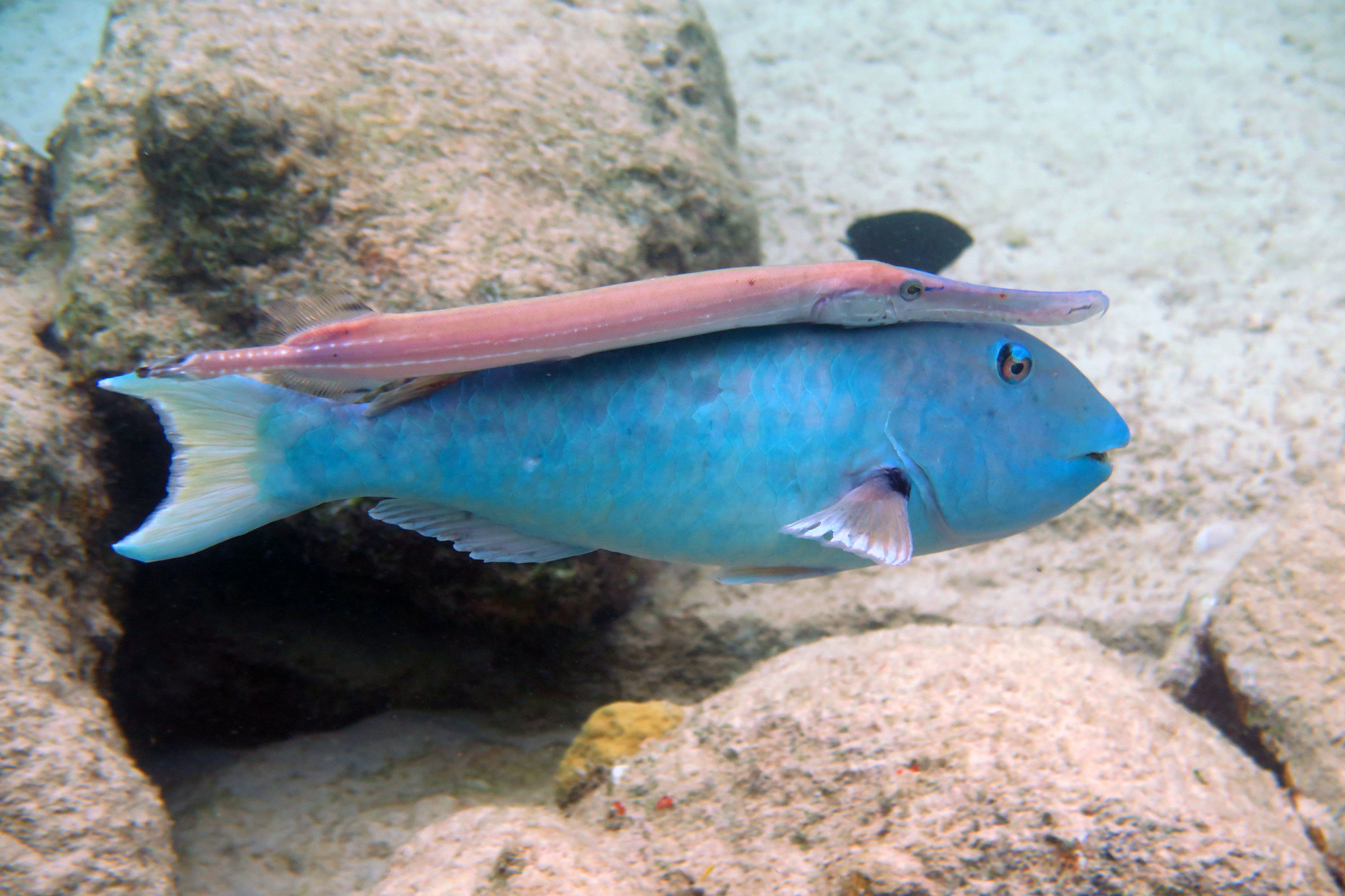 Trumpetfish "riding" a Parrotfish