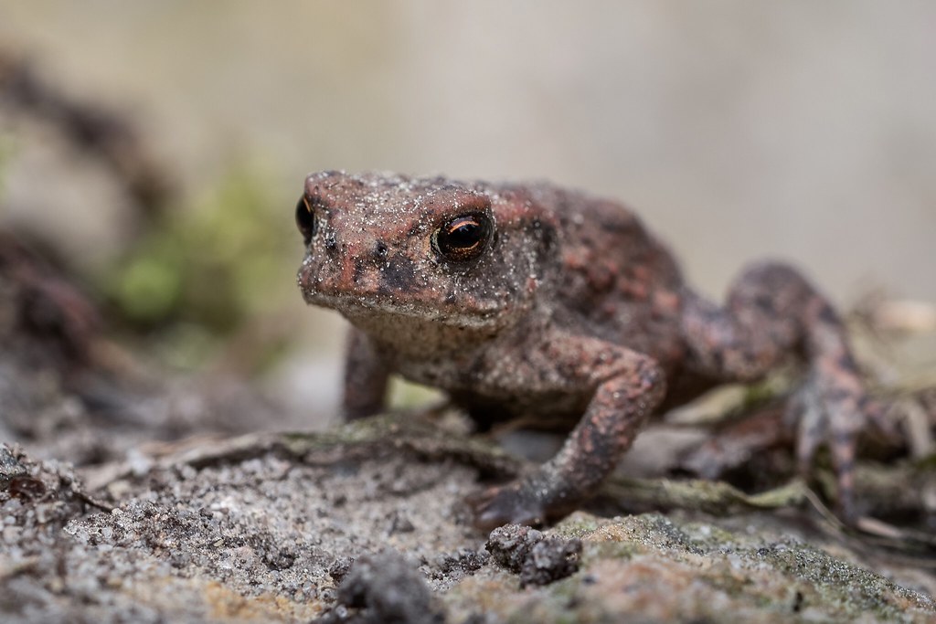 young toad