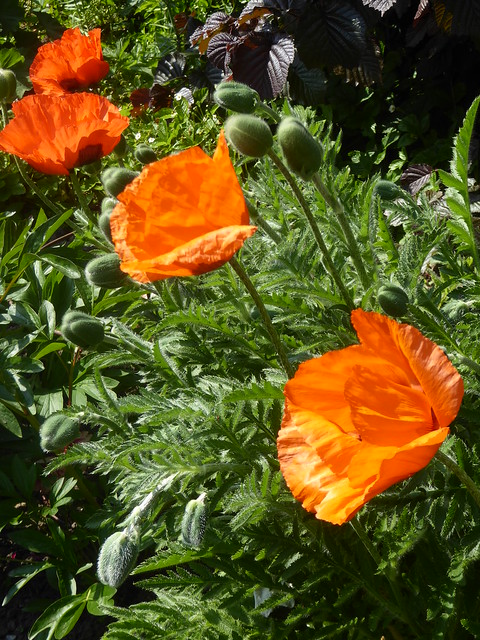Orange Poppies, Creskeld Hall Gardens, near Otley, West Yorkshire
