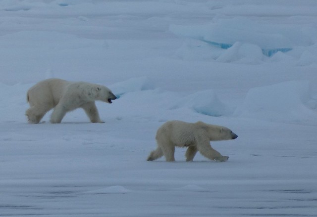 Osos polares en Svalbard