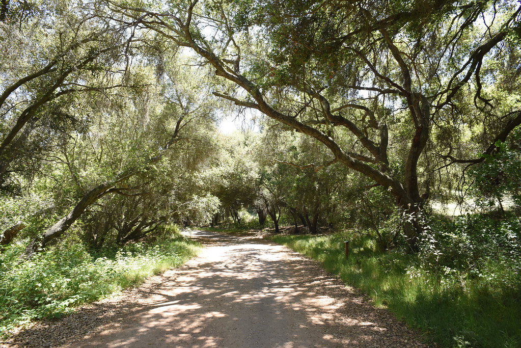 Jack Creek Meadow Loop Trail